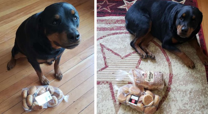 Den här Rottweilern vaktar brödet varje gång hennes ägare går hemifrån