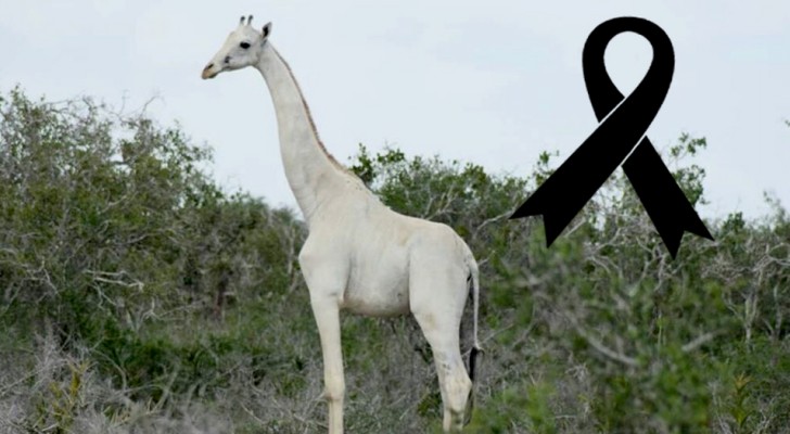 Eine der letzten uns bekannten weißen Giraffen wurde getötet, wahrscheinlich von einem Wilderer...