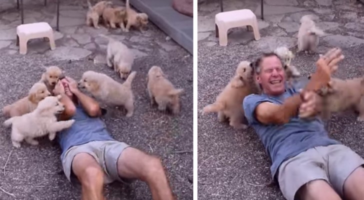 Een golf van Golden Retriever-puppy's overweldigt deze man die niet kan stoppen met lachen