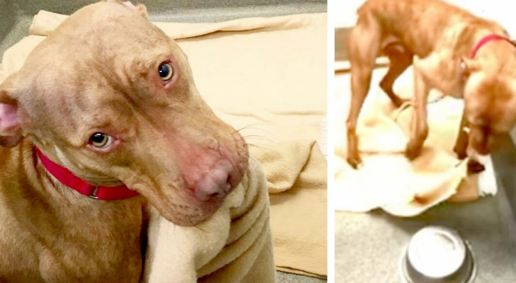 Waiting to be adopted, this 1-year-old pit bull "rolled up" the covers of his bed by himself