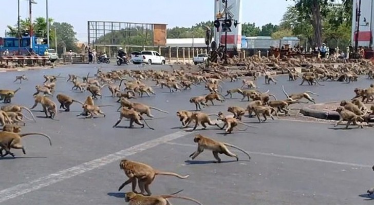 Des centaines de singes en quête de nourriture envahissent une ville thaïlandaise à moitié vide à cause du Coronavirus