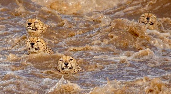 Zwei Fotografen halten den Moment fest, in dem 5 Geparden mit hoher Geschwindigkeit über einen Fluss schwimmen