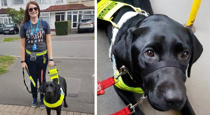 "Guide dogs can't be black!": a rude passenger yells out to a blind girl and her guide dog to get off the bus 