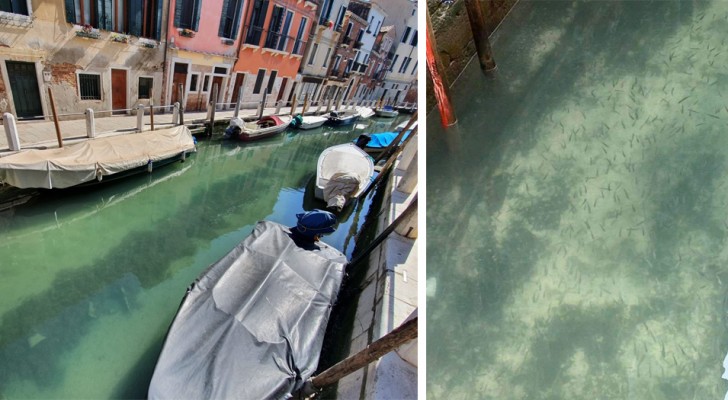 La quarantena "ripulisce" i canali di Venezia: senza turismo e barche a motore le acque tornano limpide