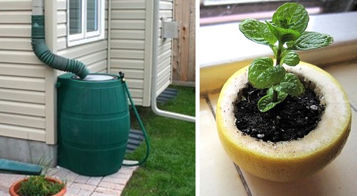 9 utili dritte di giardinaggio per prenderci cura al meglio dei nostri spazi verdi