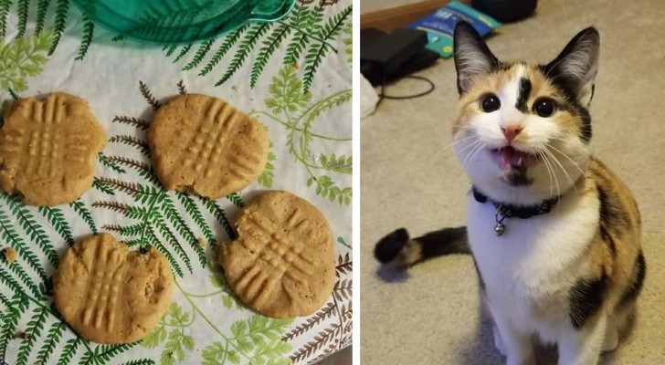 Questa gattina ha aperto un contenitore pieno di biscotti e li ha morsi tutti, uno per volta