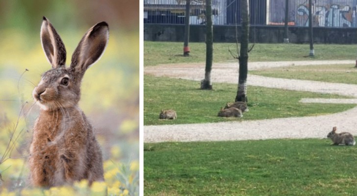 Milan, with the men locked in the house, the rabbits reclaim the city parks and flower beds