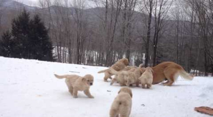 9 beautiful puppies take a playing lessons !!