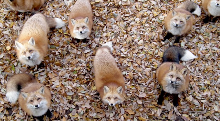 In Giappone esiste un'oasi naturale dove si può passare la giornata con centinaia di bellissime volpi