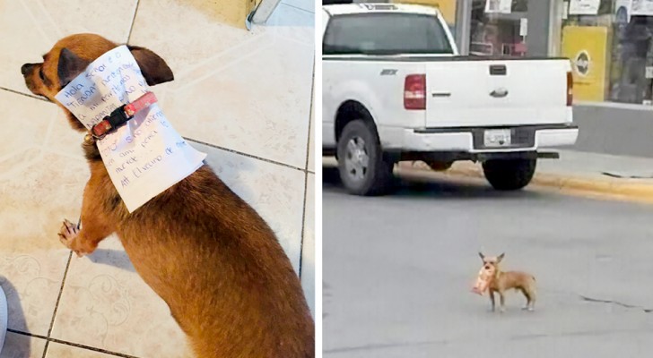 Il ne peut pas sortir de la maison à cause de la quarantaine, alors il envoie son chihuahua "en mission" pour acheter des chips