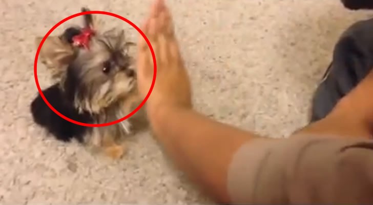 Here's what this cute puppy has learnt to do in just a few days!