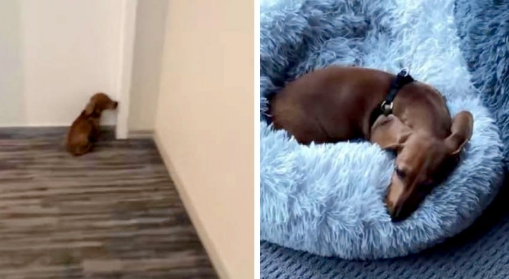 Every time he goes out, this dog can't wait to go home to dive into his bed and take a nap