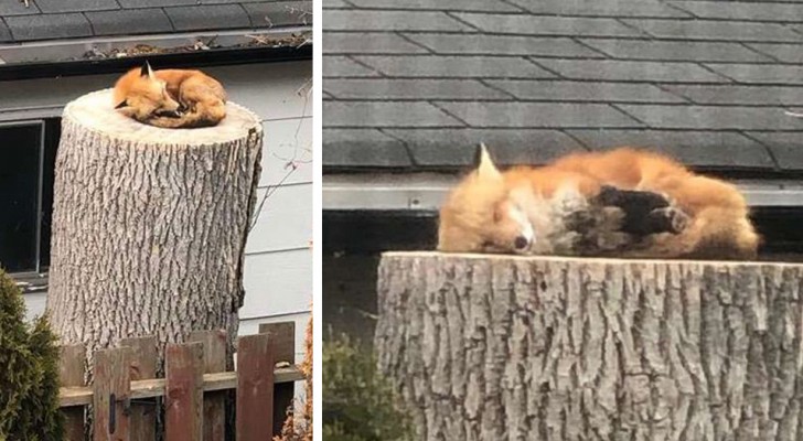 Una volpe rossa dorme su un tronco d'albero nel giardino di una casa: l'assenza dell'uomo in natura si fa sentire