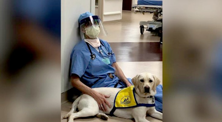 Wynn, de hond op de afdeling die aan het eind van de dag artsen en verplegend personeel troost die vechten tegen Covid-19