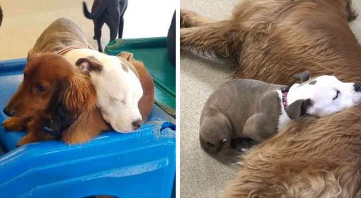 A dog goes to a kennel every day and after she's done playing, she finds the softest dog in the kennel and cuddles with them 