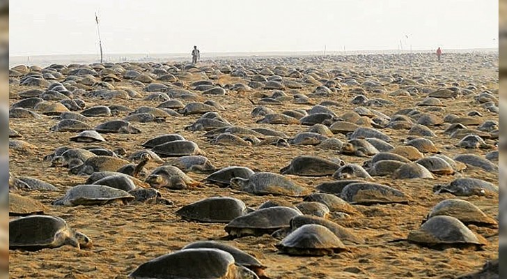 Avec l'Inde en quarantaine, des milliers de tortues de mer nichent en toute tranquillité : on estime à 60 millions le nombre d'œufs