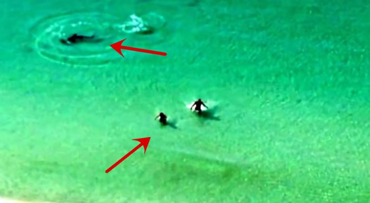 Dos jovenes estan en el agua y un tiburon se acerca a ellos, pero su objetivo parece ser otro por suerte!