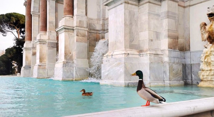Roma è deserta e silenziosa: le anatre si godono un bagno nel maestoso fontanone del Gianicolo