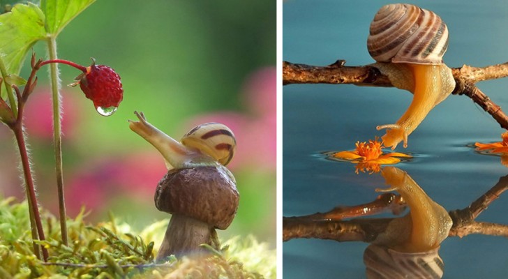 Le lumache sono creature speciali: in queste foto c'è tutta l'essenza del loro magico mondo in miniatura