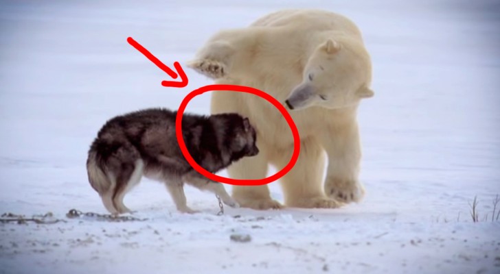 Nature's Weirdest Events...Cute polar bear playing with dogs!
