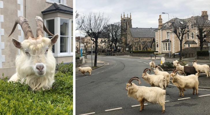 Een groep wilde geiten viel de straten van een stad in Wales binnen en profiteerde van de afwezigheid van mensen