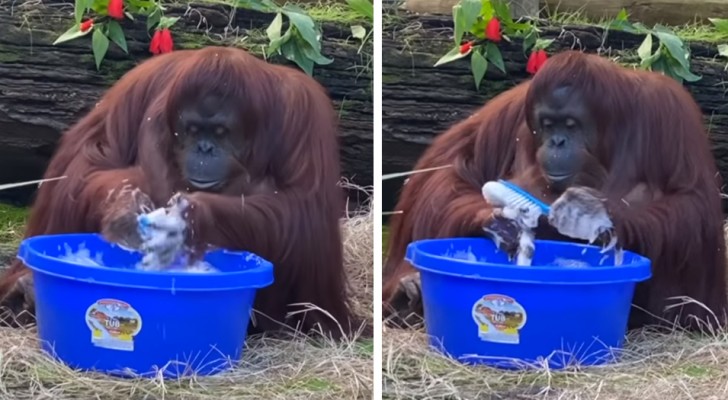 Contro il Coronavirus dobbiamo fare come Sandra, l'orangutan che ha imparato a lavarsi le mani con il sapone