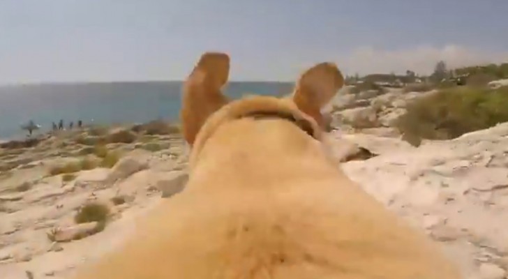 De buitengewone opname door een labradordie dol is op de zee