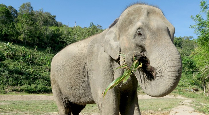 Thailandia: molti elefanti potrebbero a breve patire la fame a causa dell'assenza di turisti nel paese