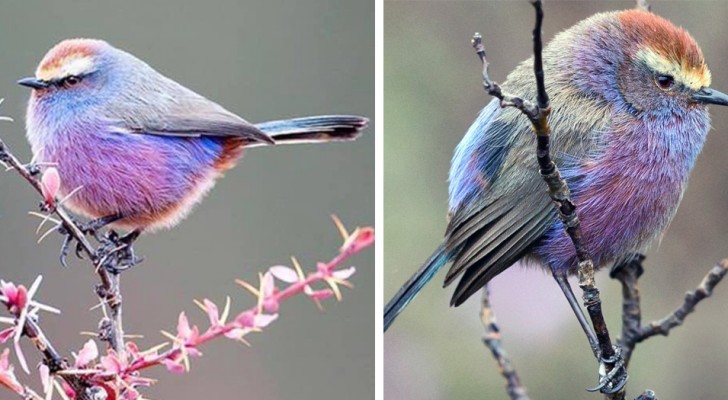 The white-browed tit-warbler is a cute bird with multicolored feathers that looks like it came out of a Disney cartoon
