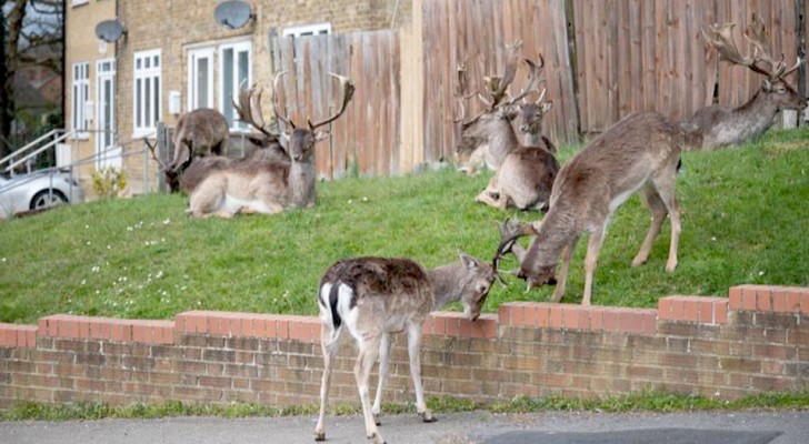Coronavirus, à Londres, des groupes de cerfs errent dans les rues vidées par le confinement