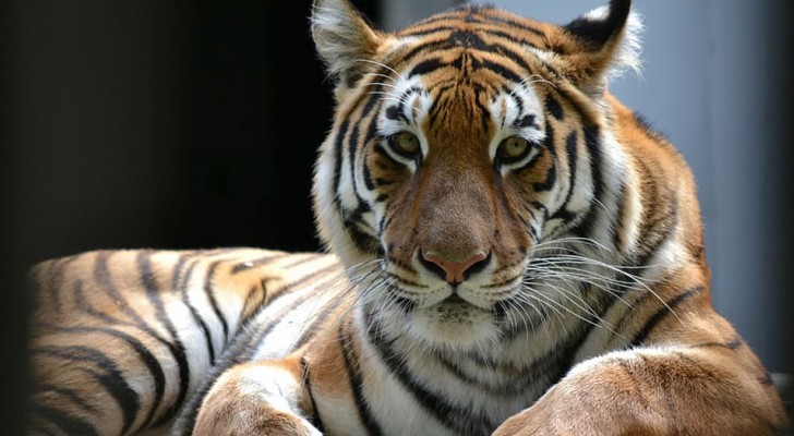 Una tigre in uno zoo di New York è risultata positiva al test del Coronavirus