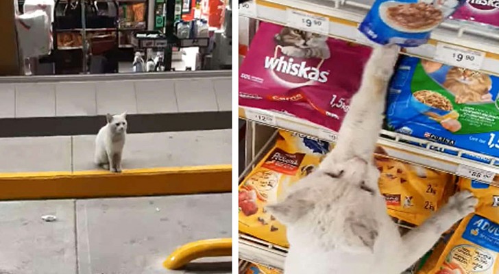 Um gatinho espera todos os dias na frente de uma loja de alimentos "pedindo" para as pessoas comprarem comida para ele