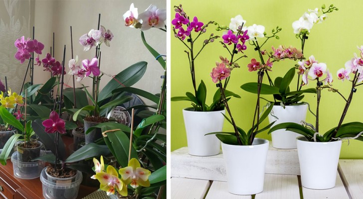 Las orquídeas son maravillosas plantas para el interior con un 