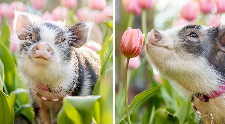 Una fotografa ha immortalato un tenero maialino da terapia in un campo pieno di tulipani