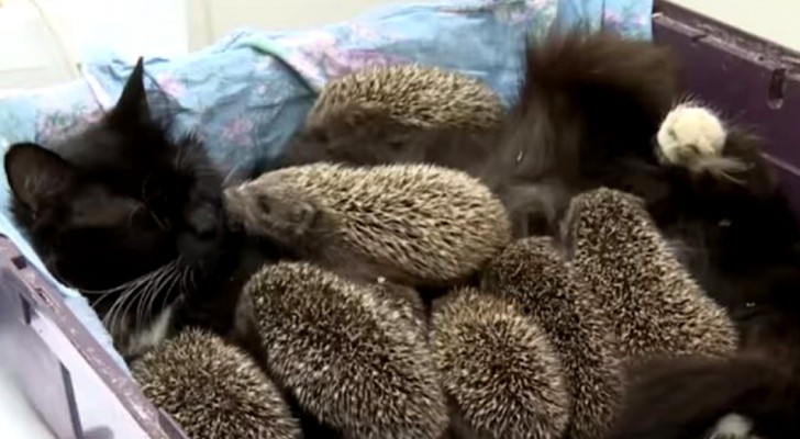 8 petits hérissons devenus orphelins refusent de manger, puis une chatte commence à s'occuper d'eux