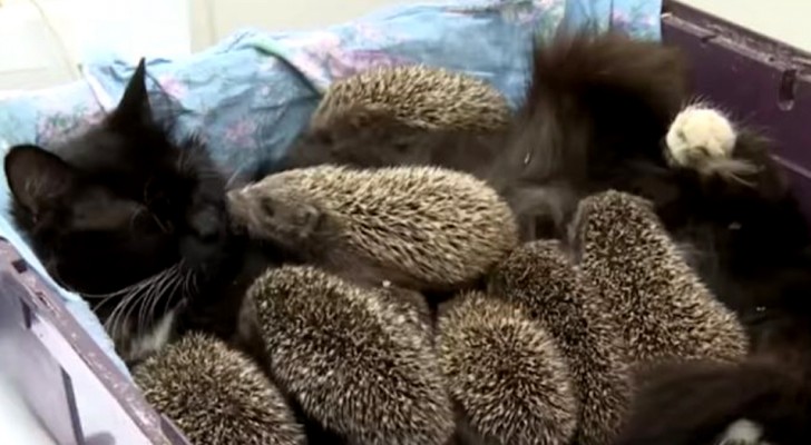 Diese acht verwaisten Baby-Igel wollten nichts essen, aber eine Katze nahm sich ihrer an