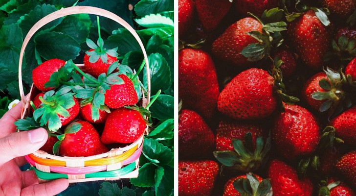 La fraise est le fruit d'été par excellence : bonne et riche en vitamines, elle est une panacée pour l'organisme