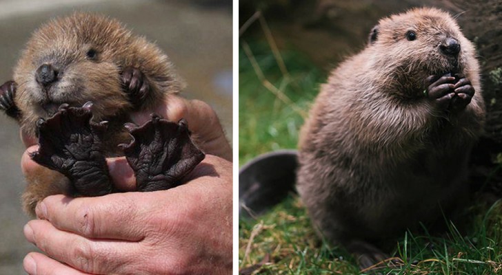 Les castors sont de gentils et curieux rongeurs : toujours occupés, ils sont les "ingénieurs" du monde animal