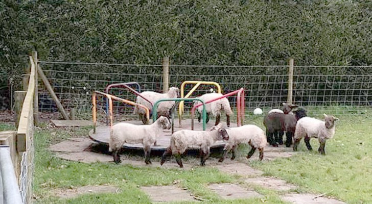 Con le persone in isolamento domiciliare, un gregge di pecore "conquista" il girello di un parco giochi