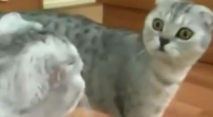 The moment when a cat realises who he really is...His expression at 0:15 is hilarious!