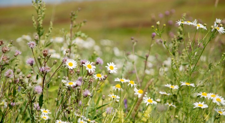 Met de steden verlaten, verspreiden wilde bloemen en planten zich: ze kunnen ons helpen de bijen en de biodiversiteit te redden