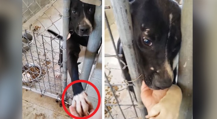 Il cagnolino vuole "stringere la mano" di chiunque passi di fronte alla sua gabbia: cerca amore e calore umano
