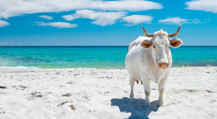 Sardegna: alcune mucche bianche "prendono il sole" su questa spiaggia paradisiaca dopo la loro transumanza