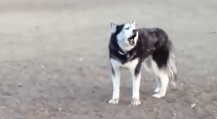 De baas vraagt hem om weg te gaan uit het park, de hond reageert op deze manier!