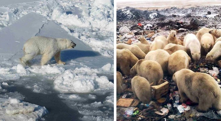 Orsi polari: il loro mondo continua a sciogliersi ed aumentano i casi di cannibalismo