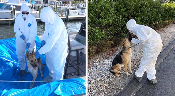 Dog is left alone in a boat because the owner is hospitalized for Covid-19: the authorities manage to save him