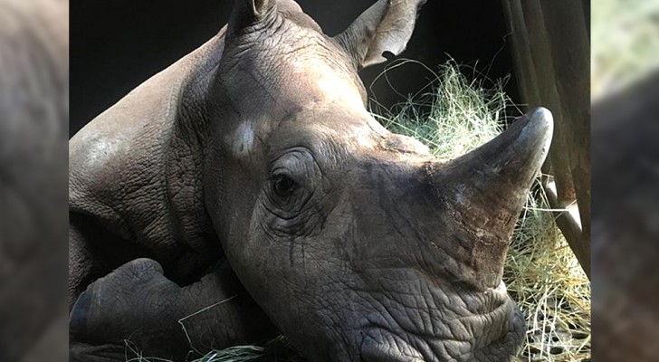 Approfittando della quarantena, i bracconieri hanno ferito e ucciso diversi rinoceronti in aree protette