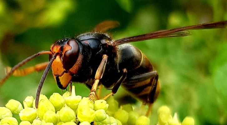 Die asiatische Hornisse bahnt sich ihren Weg nach Europa: ein einziges Exemplar kann bis zu 50 Bienen pro Tag töten
