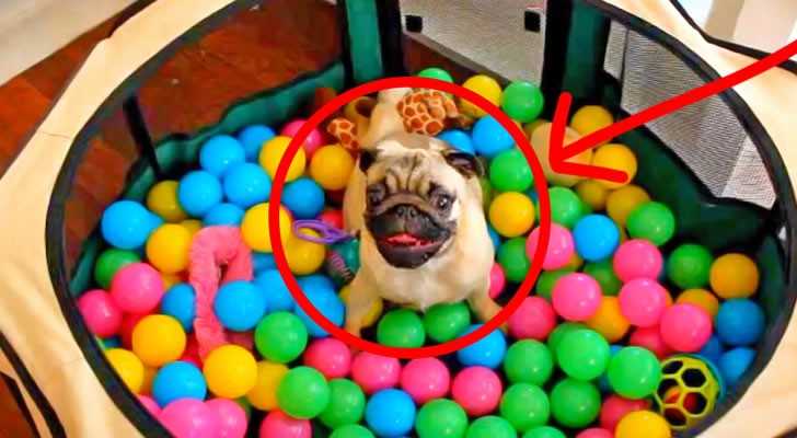 What does a pug do in a ball pit? Exactly this!