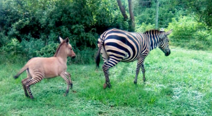 In Kenia werd een "zezel” geboren, de merkwaardige kruising tussen een zebra en een ezel